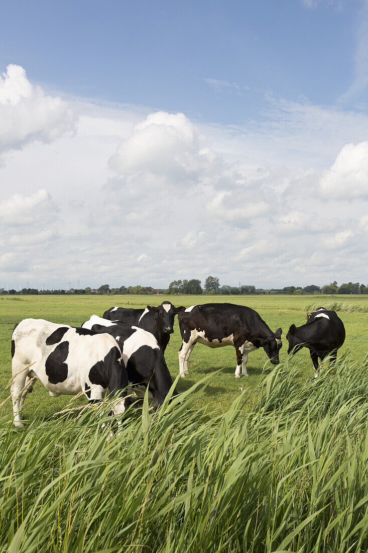 Five Holstein cows grazing in a field