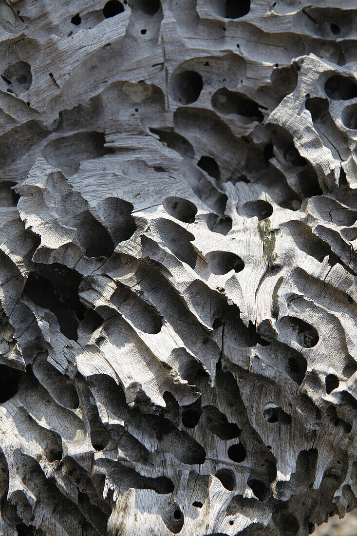 Holes created by termites in dead wood