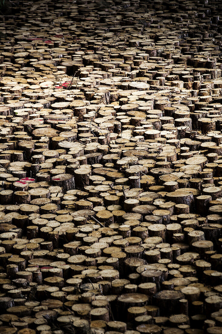 Abundance of wooden logs
