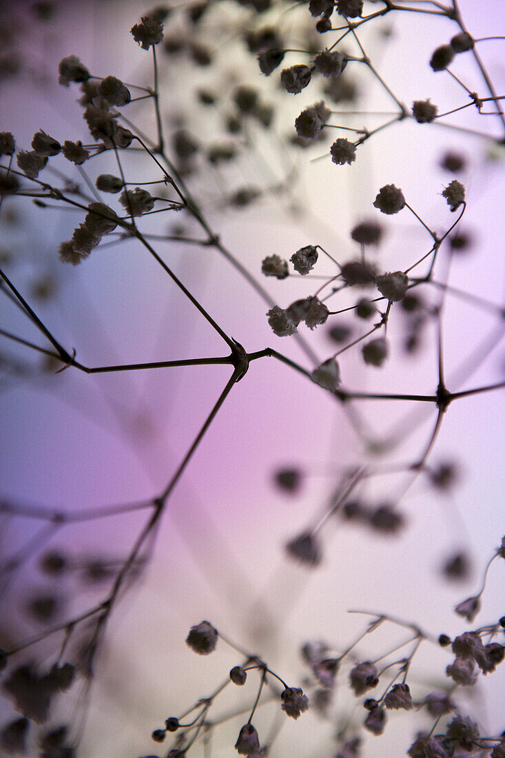 Baby's Breath (Gypsophila paniculata) silhouetted against a pastel background