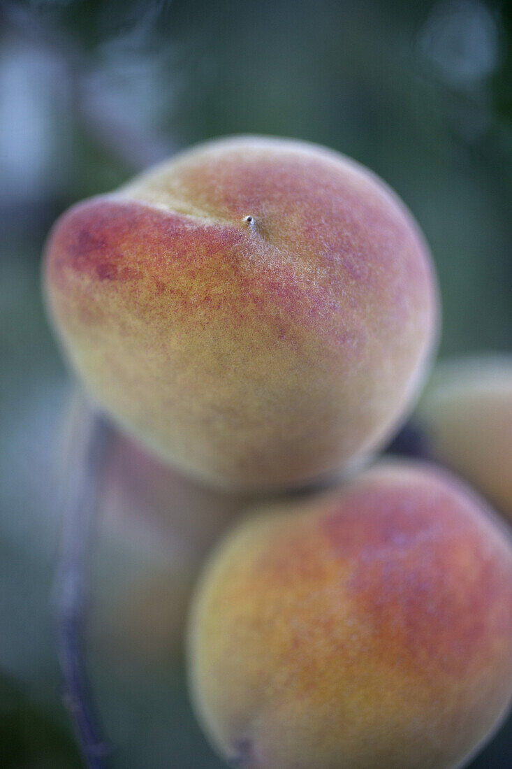 Peaches hanging from soft focus tree