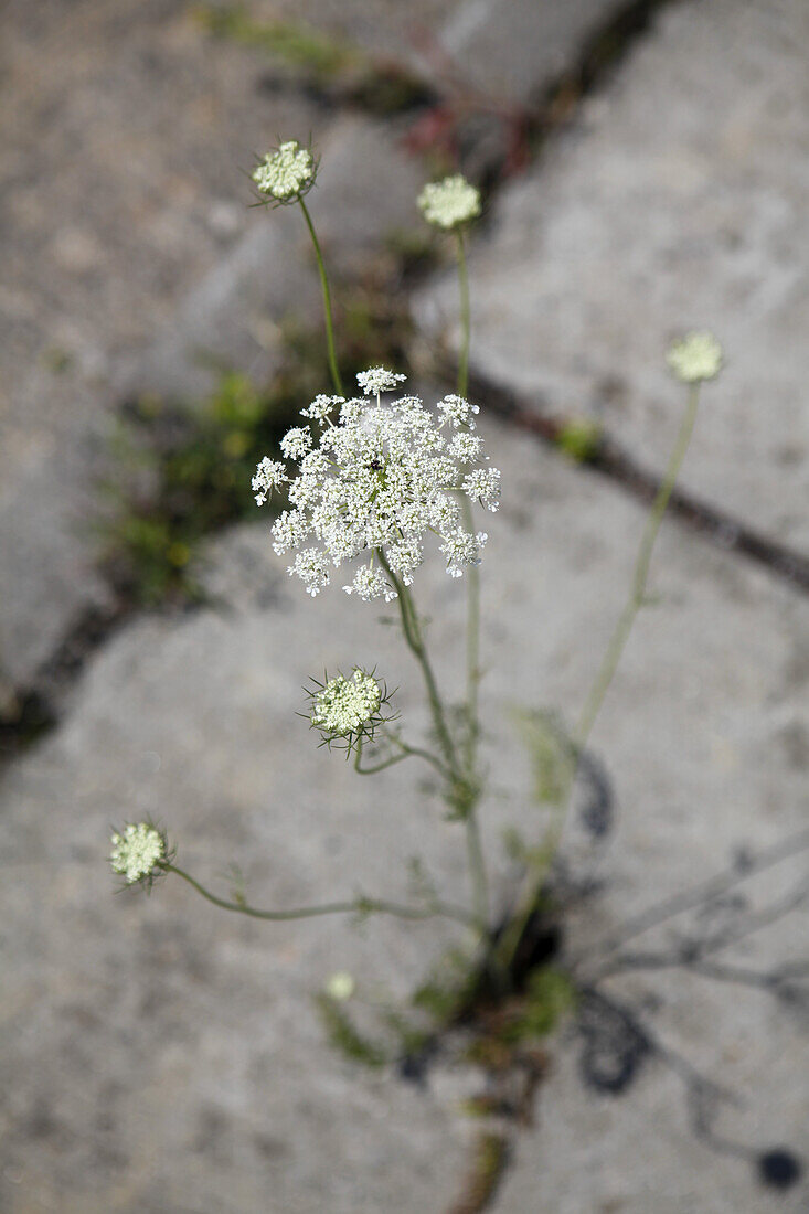 Detail of a plant growing through a crack in concrete