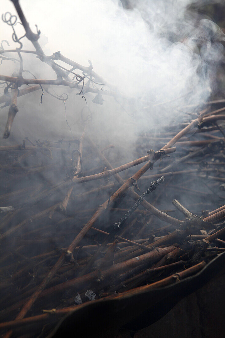 Smoke coming off vines burning in a campfire