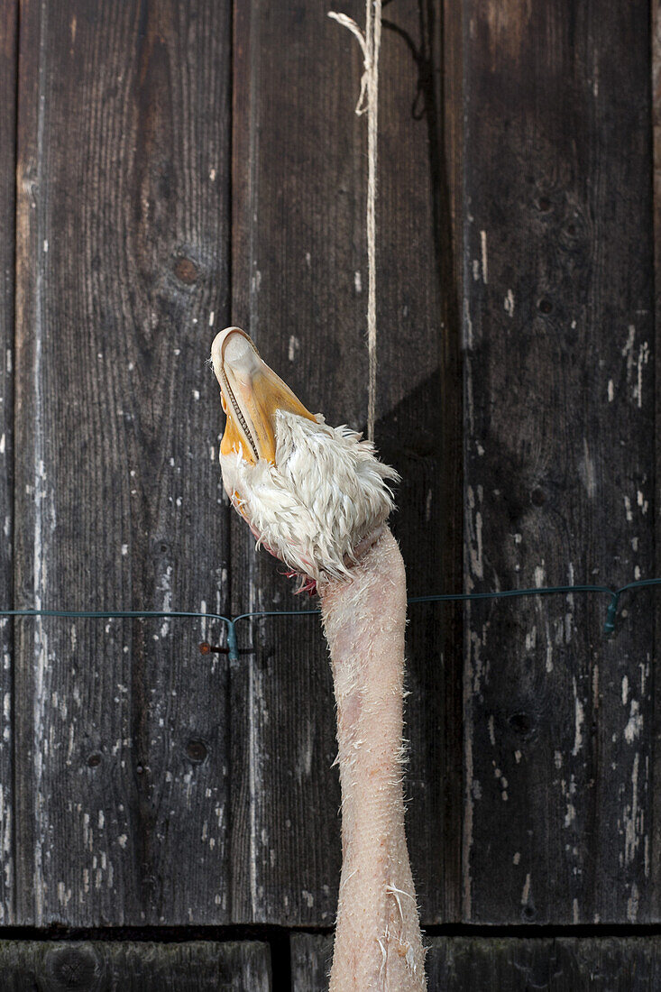 A single dead goose hanging from a string against a rustic wooden wall