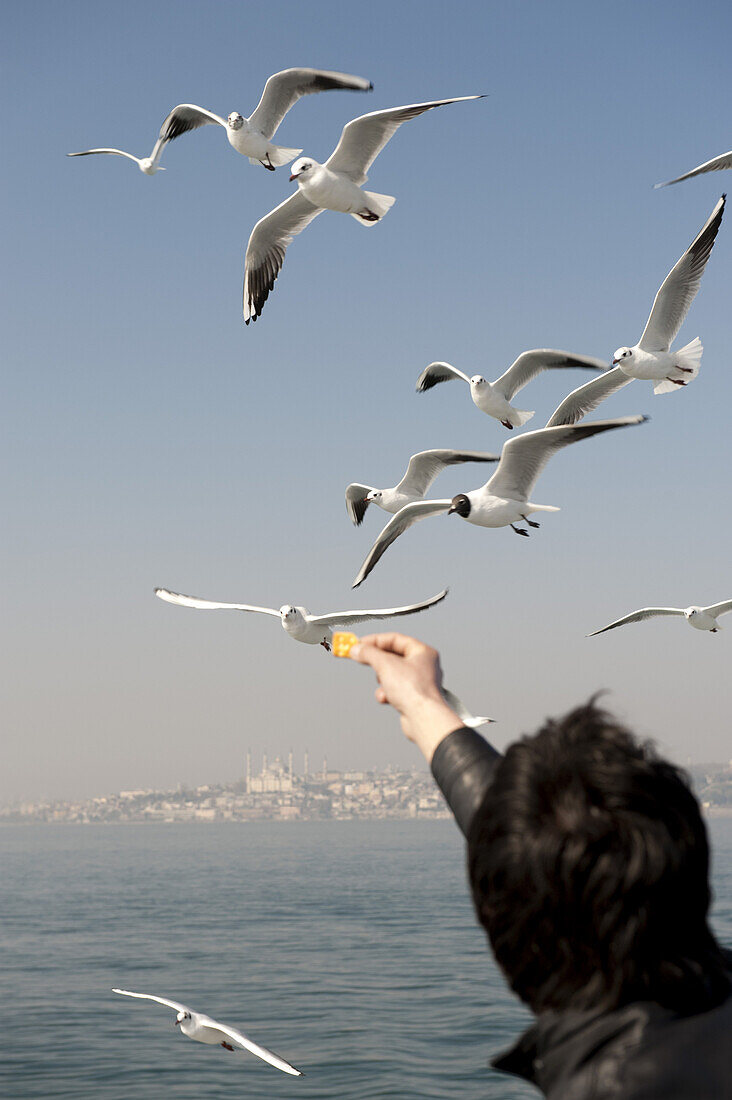 A man feeding seagulls, rear view, Istanbul, Turkey in background