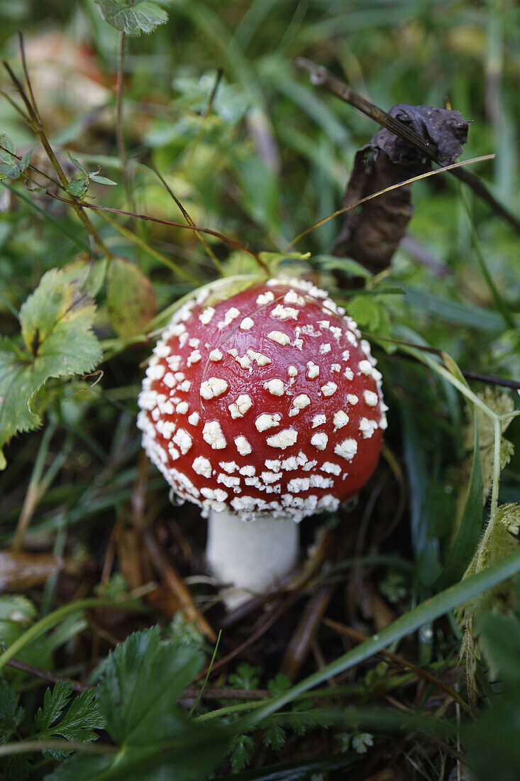 A fly agaric mushroom (Amanita muscaria)