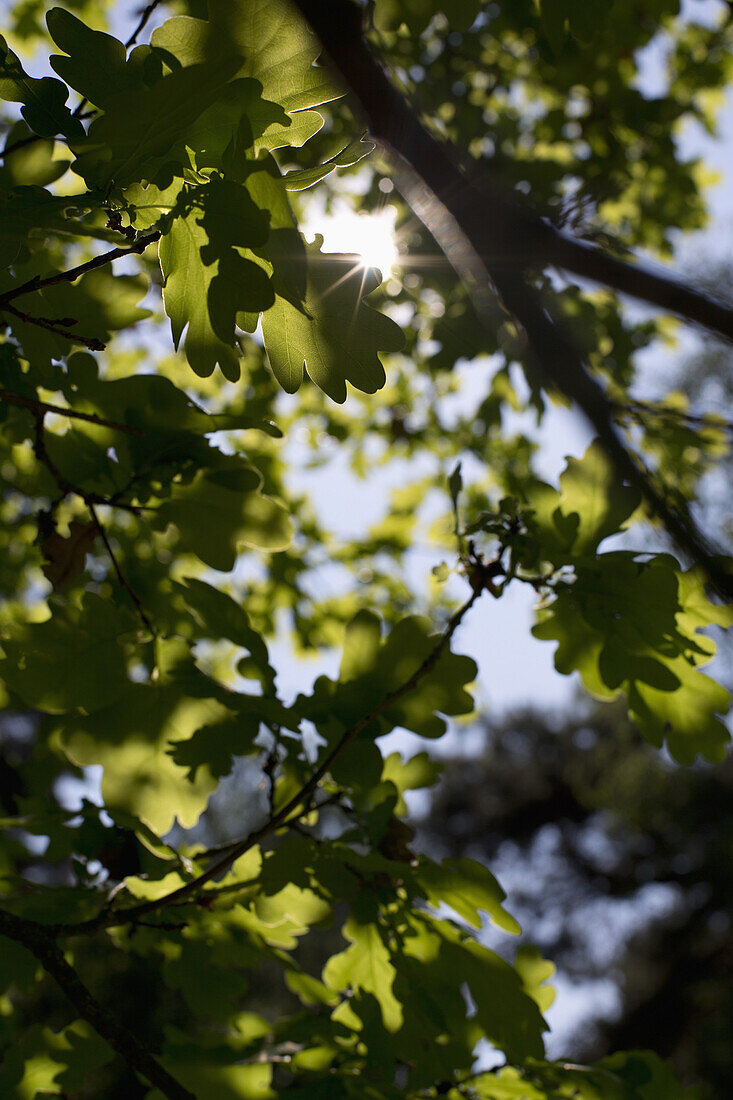 Sun shining through dense foliage