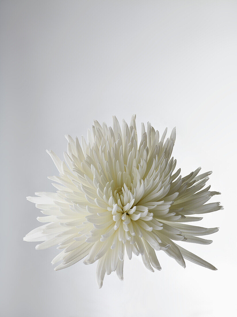 A white Chrysanthemum, close-up