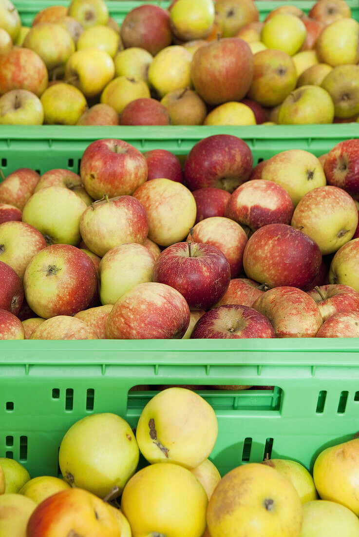 Three bins of apples