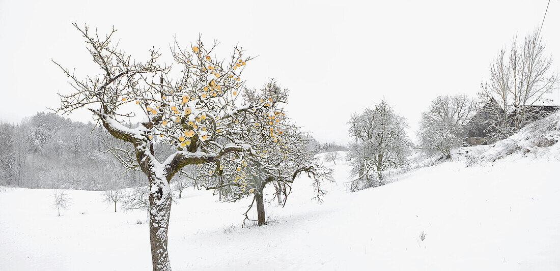Winter apple trees on snowy landscape