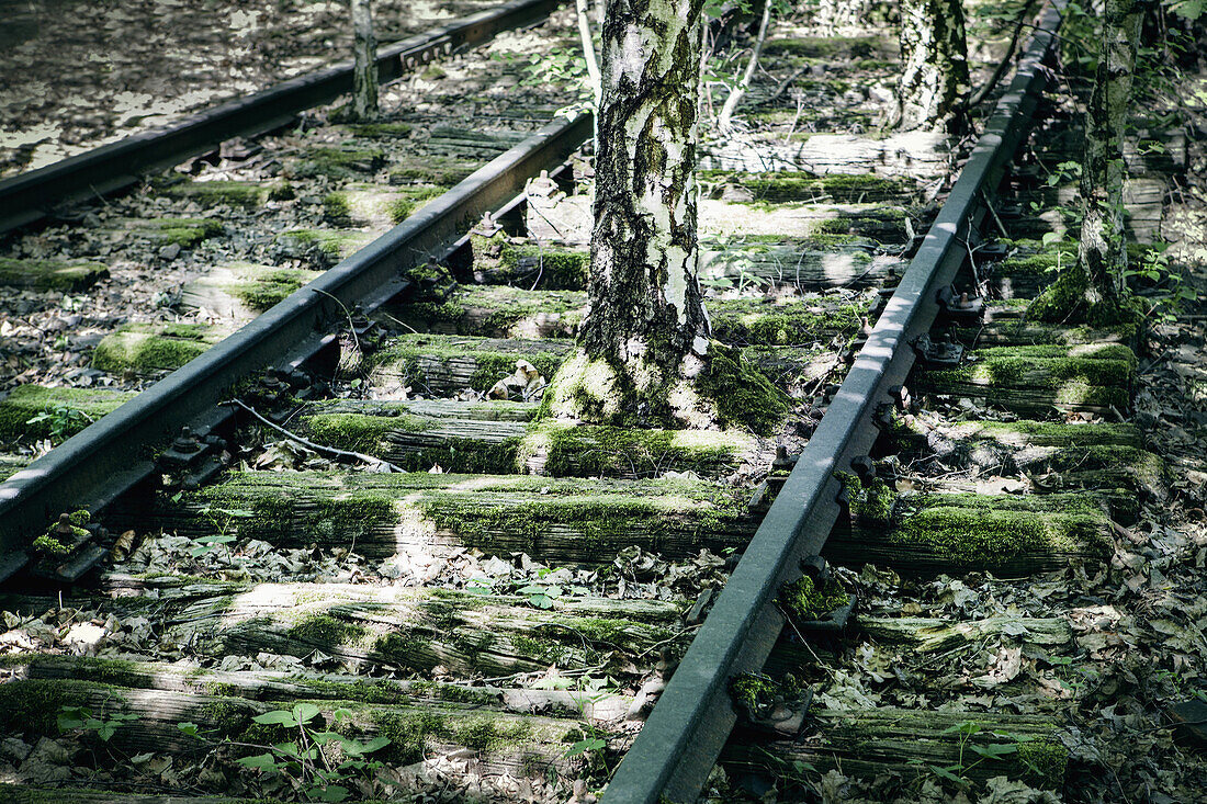 Tree growing in middle of abandoned rail in forest