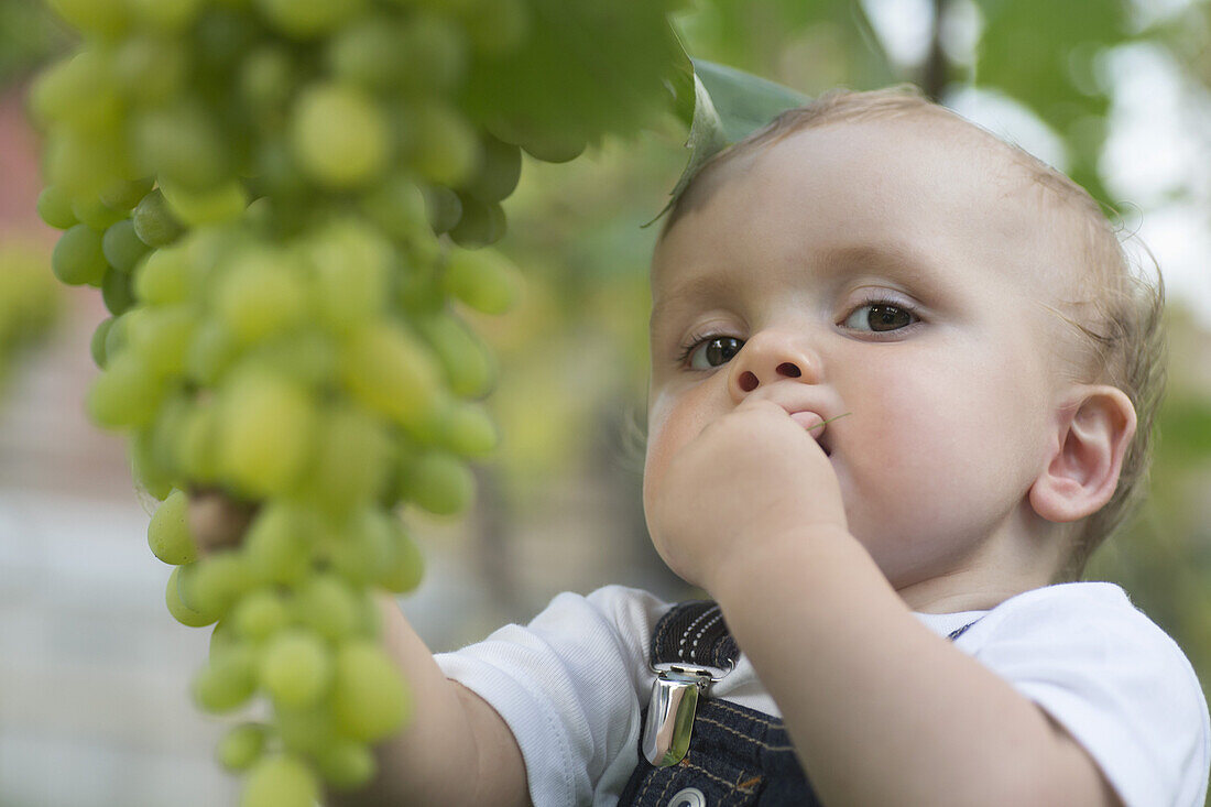 Baby tasting grapes
