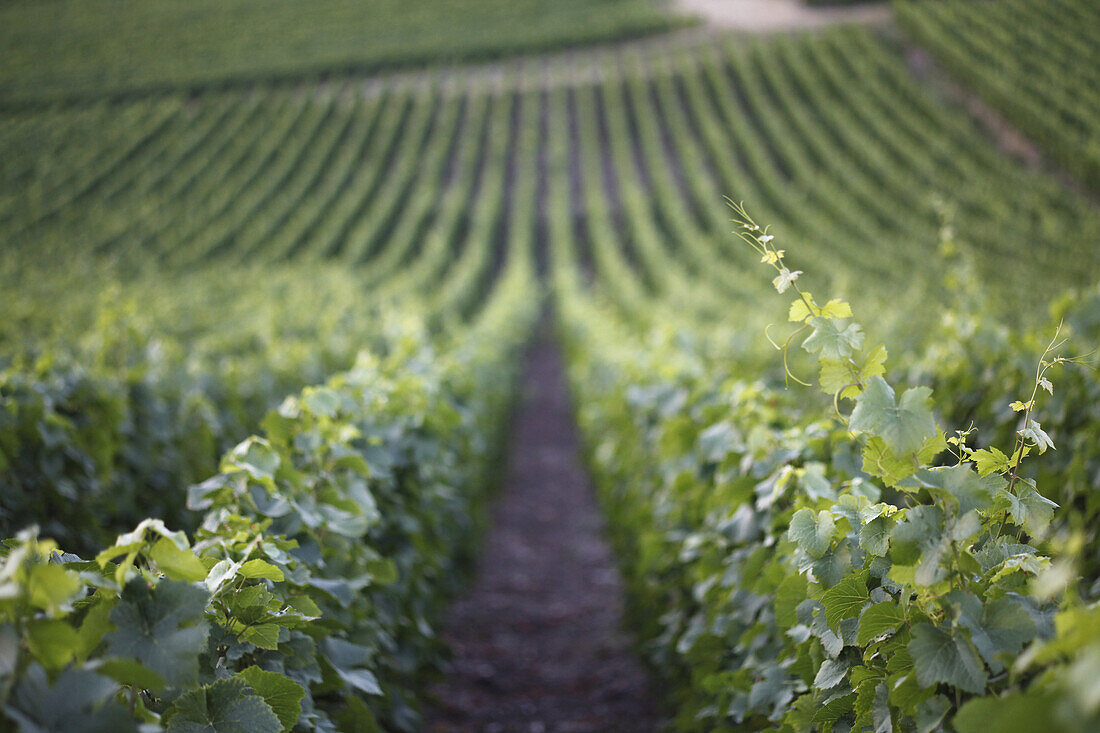 Downhill vineyard