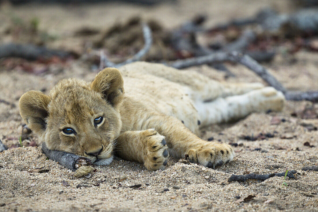 A lone lion cub lying in the dirt, looking at camera