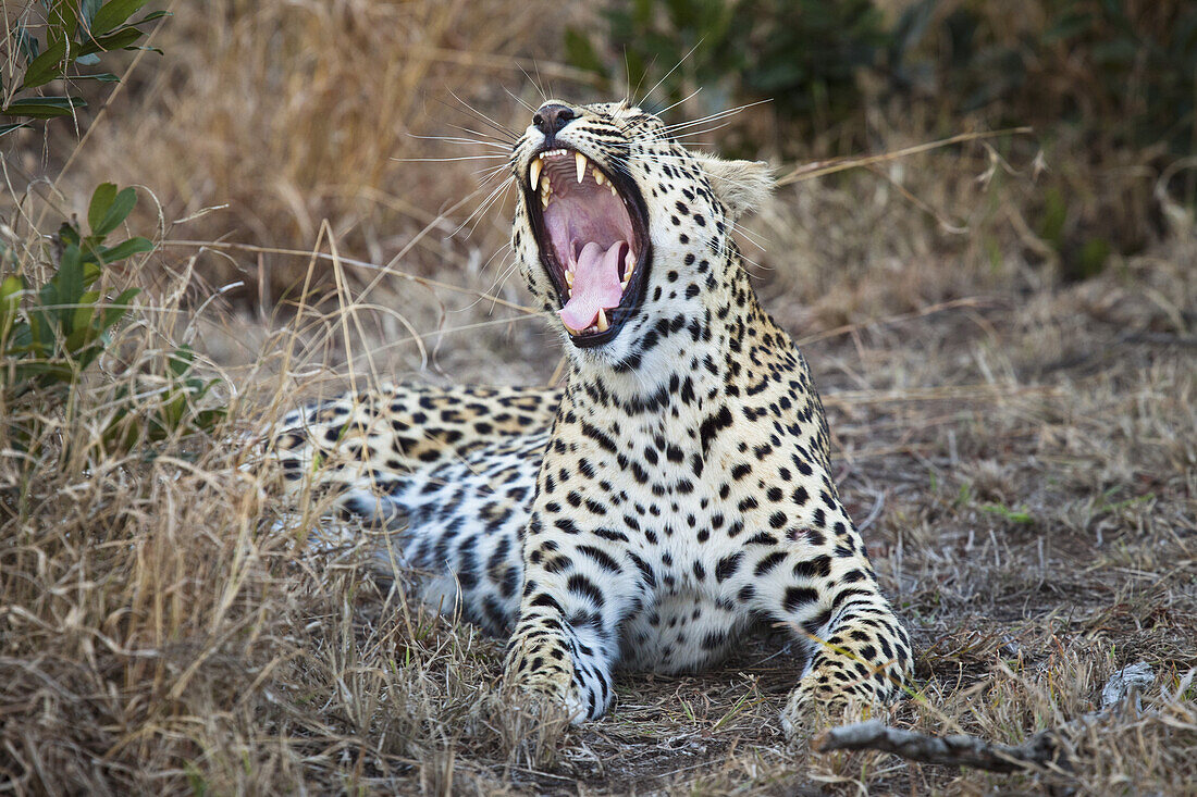 A female leopard yawning