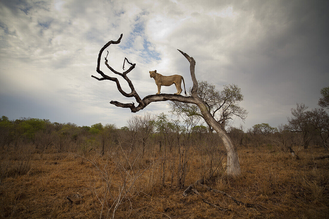 A female lion standing on bare branch