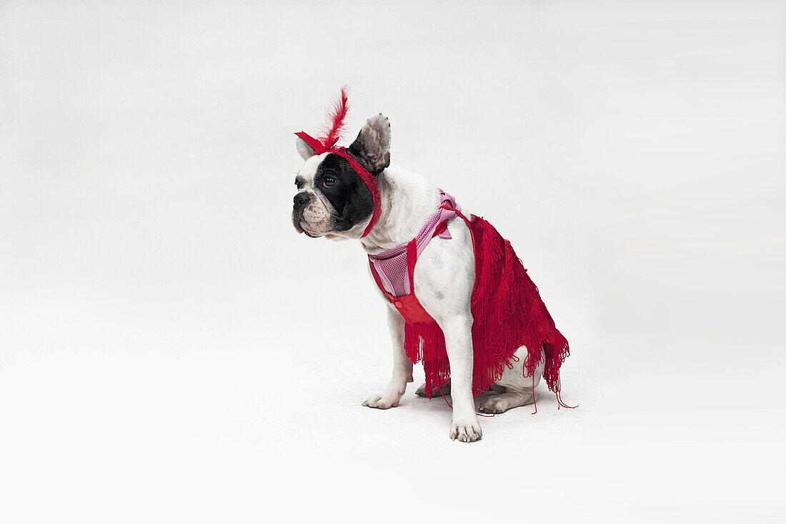 A French Bulldog wearing a red flapper costume