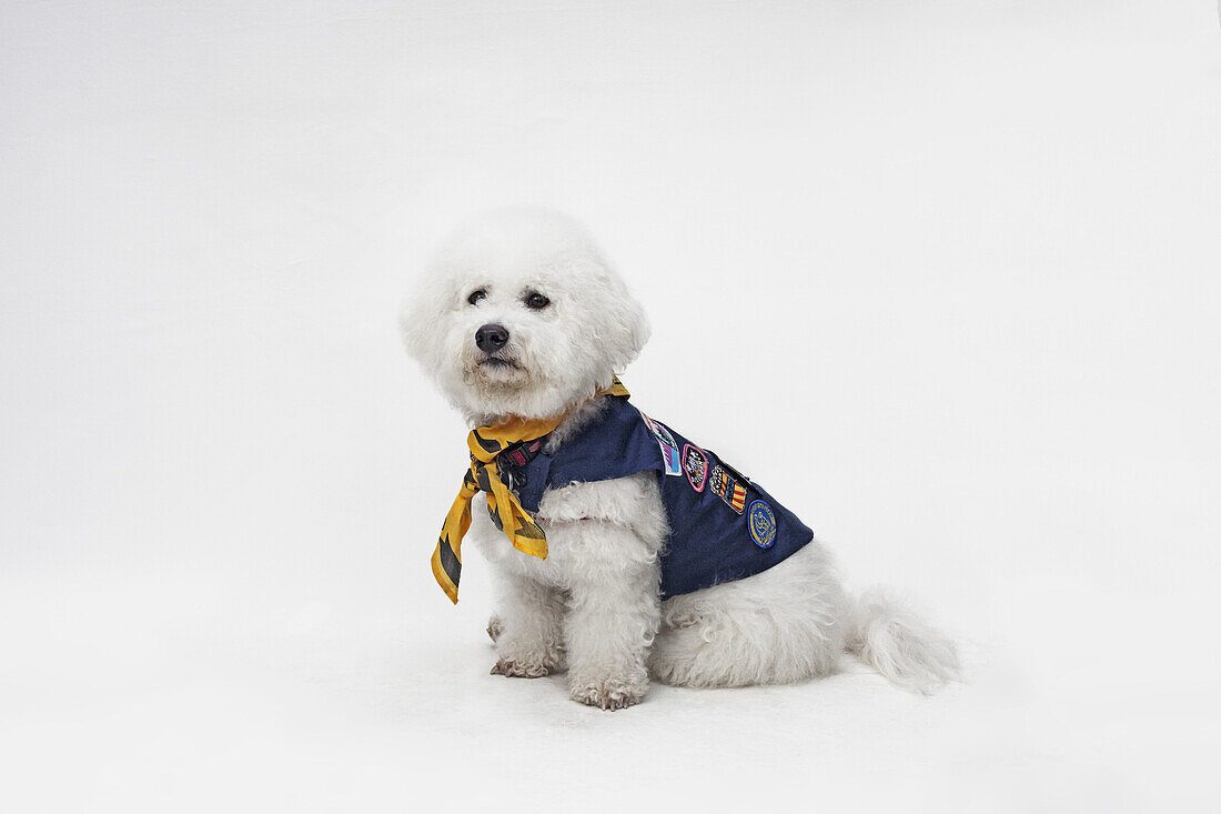 A Bichon Frise wearing a Boy Scout costume