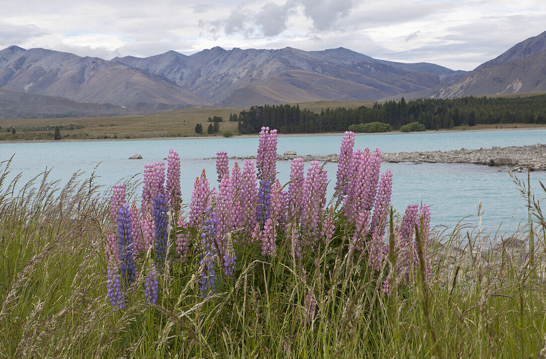 Lupine flowers growing on the bank of Lake Te Anau, New Zealand