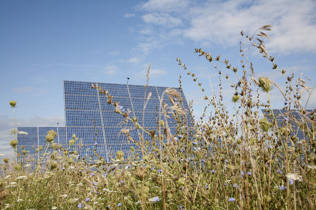 Solar panels in a field of long grass and clovers
