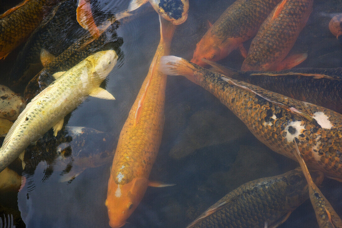 School of koi fish swimming in a pond