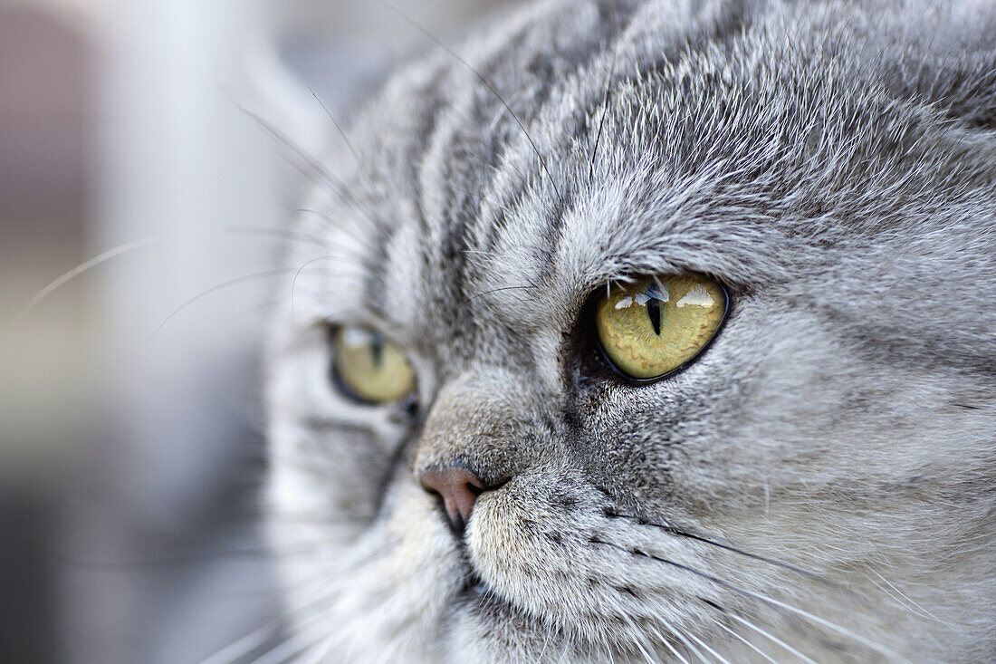 A gray domestic cat looking away curiously
