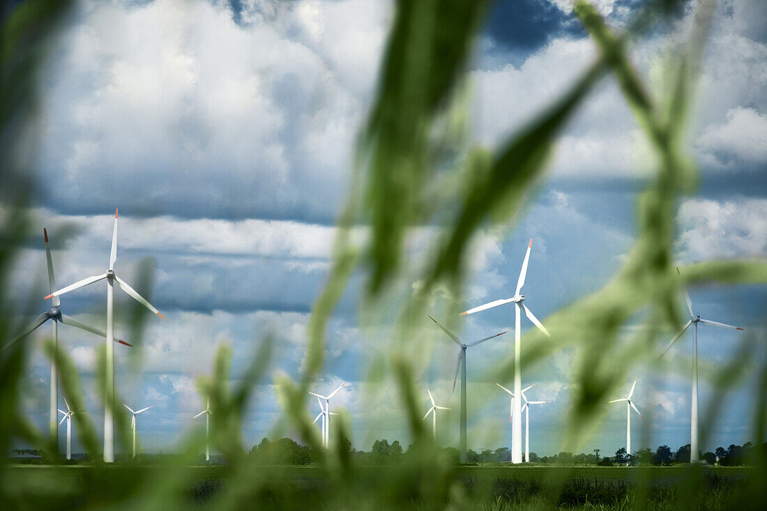 Wind turbines with blades of grass in foreground, Schleswig-Holstein, Germany
