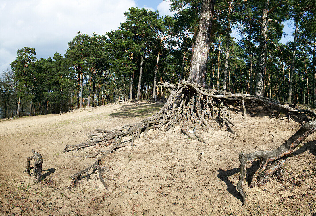Twisted tree roots in Brandenburg, Germany