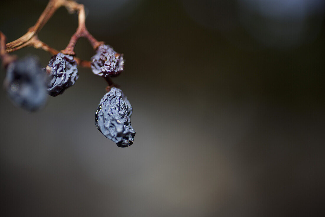 Still life of raisins on the vine