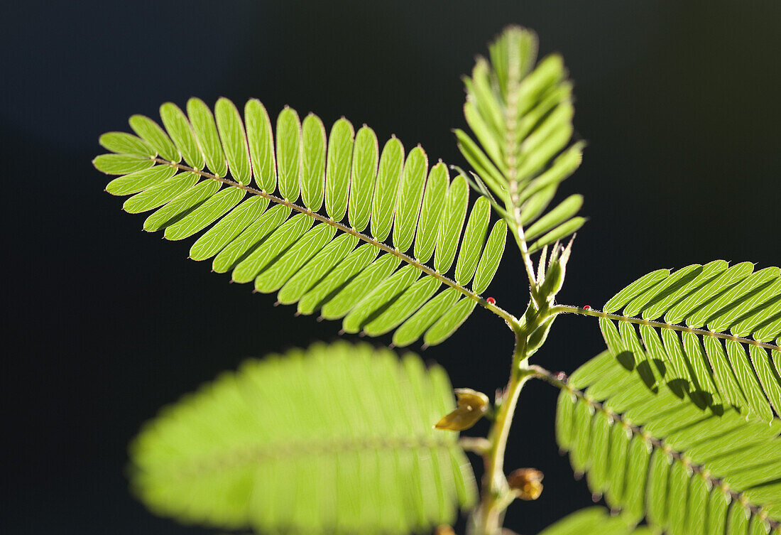 Fern fronds