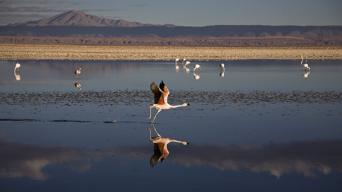 Flamingoes at a salt lake, Salar de Atacama, Atacama Desert, Chile