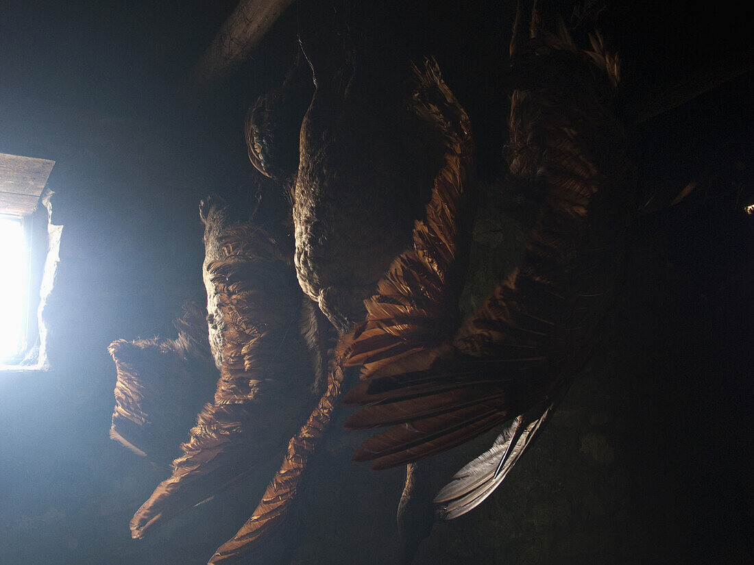 Birds hanging from a rafter on the ceiling