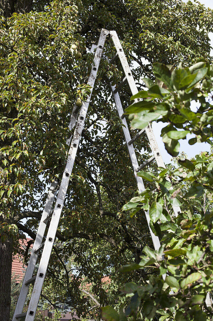 A ladder under a pear tree on a farm