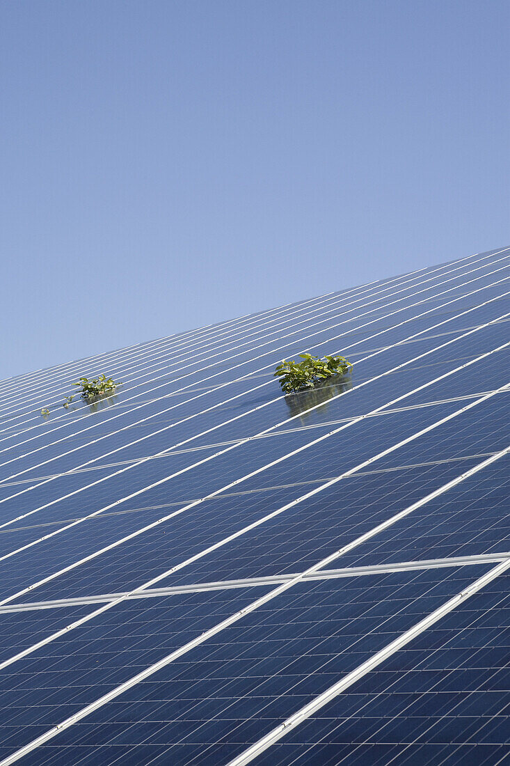 Plants growing between solar panels