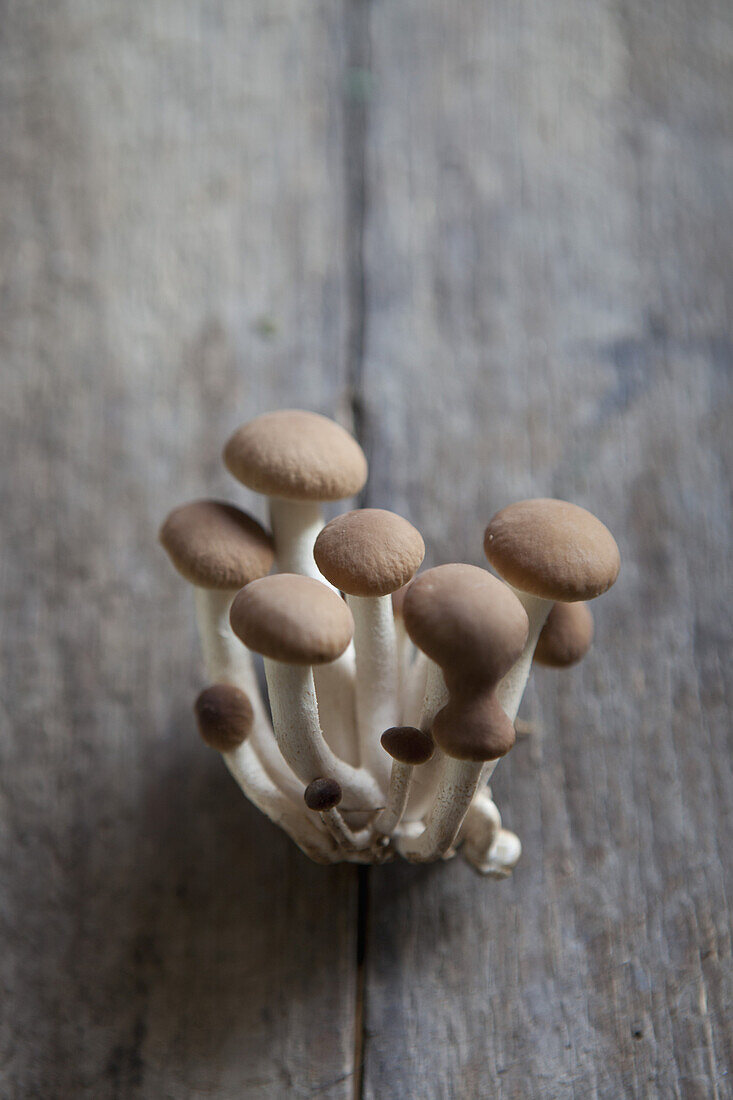 Close-up of brown Shimeji mushrooms on wood table