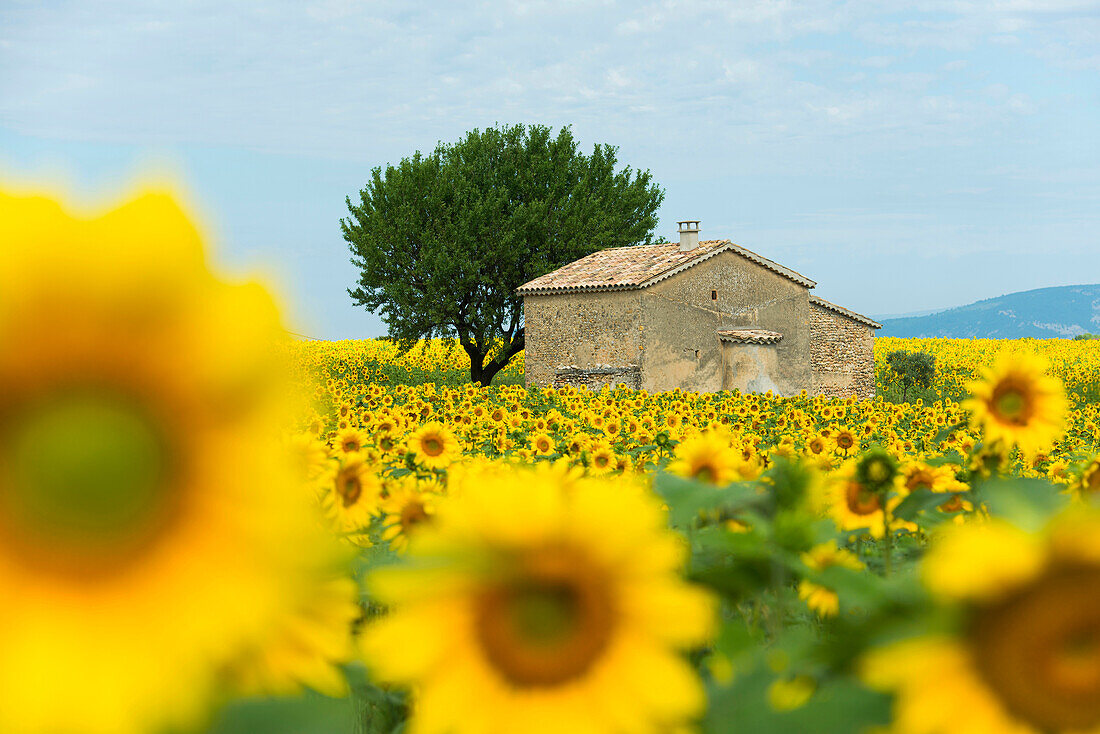 field of sunflowers, near Valensole, Plateau de Valensole, Alpes-de-Haute-Provence department, Provence, France