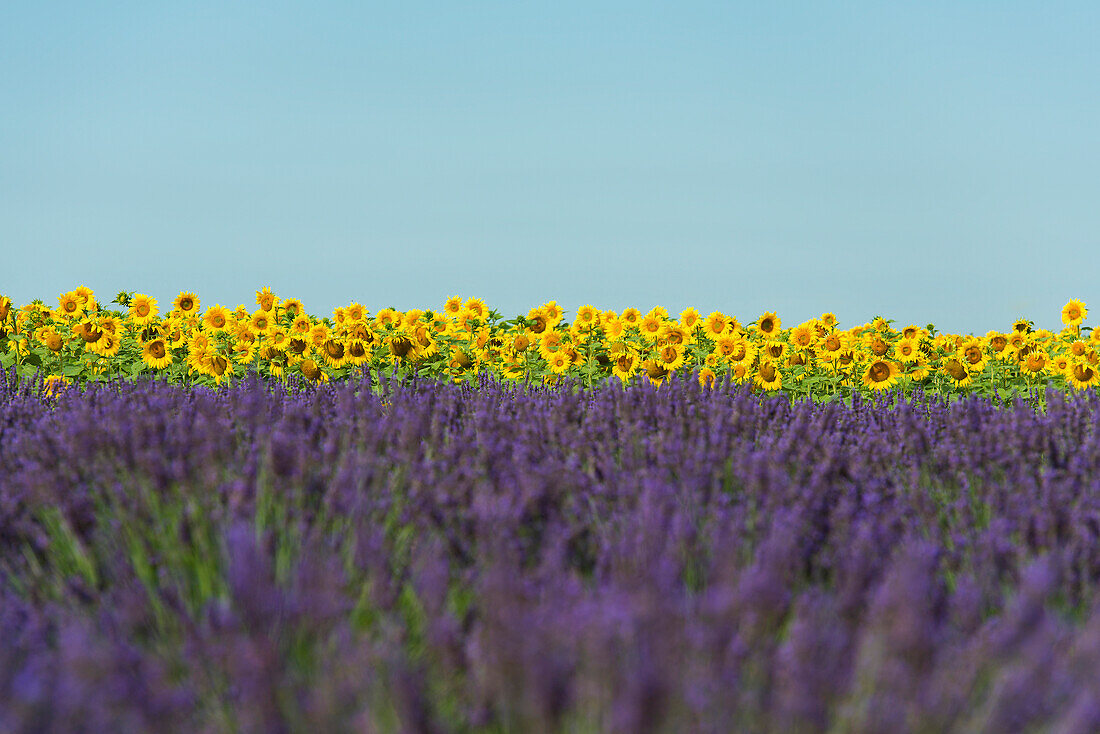 Lavendelfeld und Sonnenblumen, bei Valensole, Plateau de Valensole, Alpes-de-Haute-Provence, Provence, Frankreich