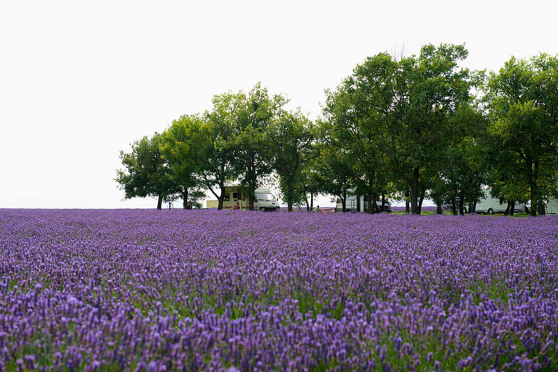 lavender field and caravan site, near Valensole, Plateau de Valensole, Alpes-de-Haute-Provence department, Provence, France