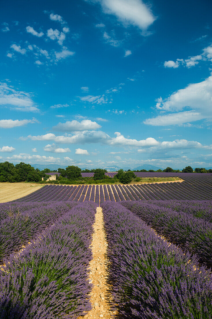 lavender field, near Valensole, Plateau de Valensole, Alpes-de-Haute-Provence department, Provence, France