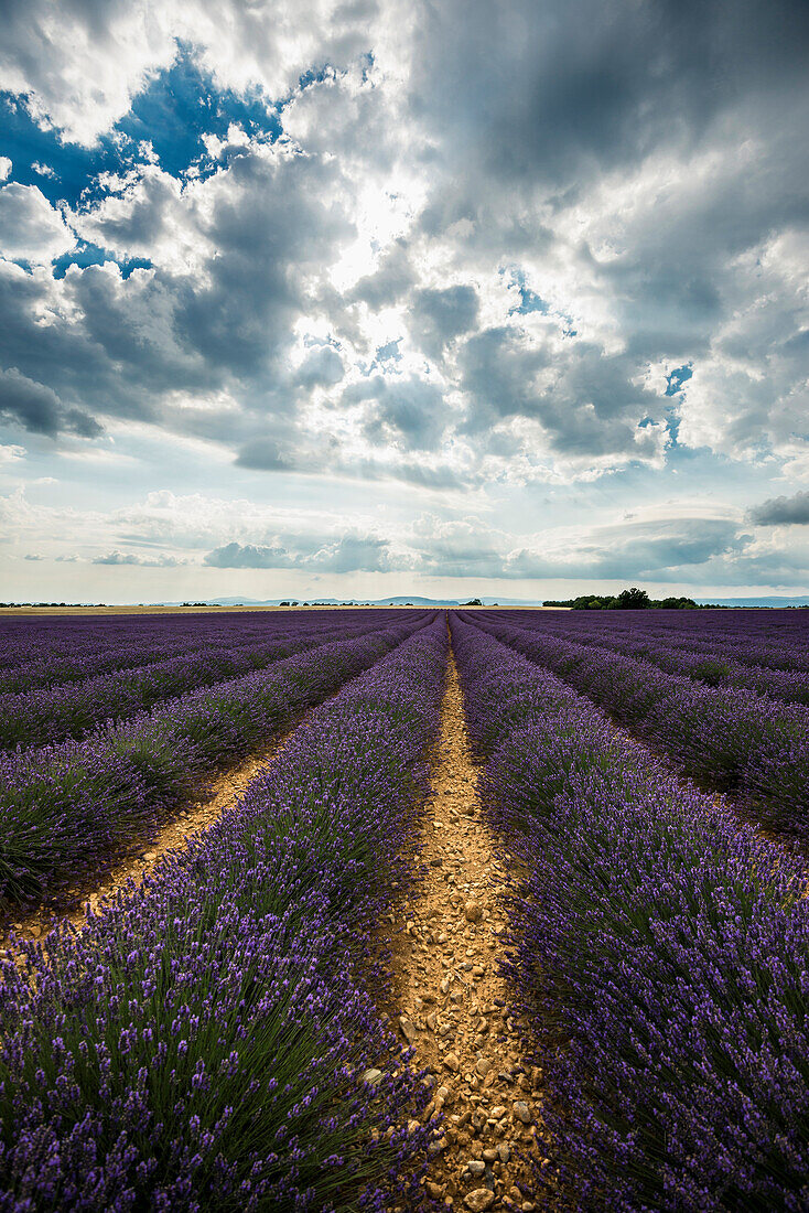 Lavendelfeld, bei Valensole, Plateau de Valensole, Alpes-de-Haute-Provence, Provence, Frankreich