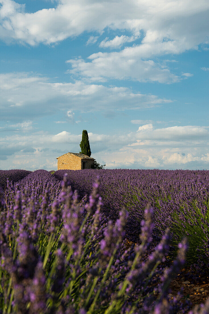 lavender field, near Valensole, Plateau de Valensole, Alpes-de-Haute-Provence department, Provence, France