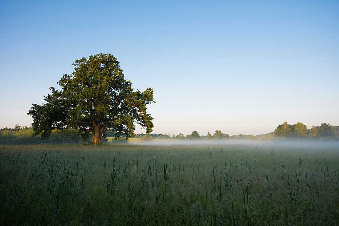 Oak tree at sunrise, Seeon-Seebruck, Chiemgau, Upper Bavaria, Bavaria, Germany