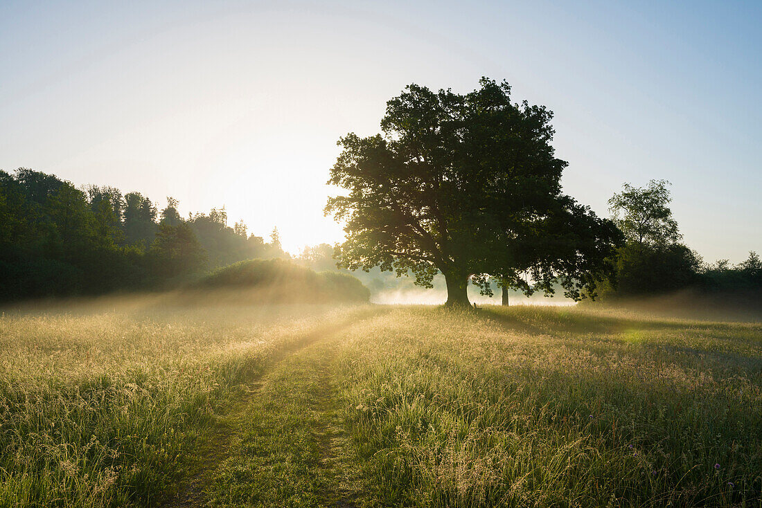 Oak tree at sunrise, Seeon-Seebruck, Chiemgau, Upper Bavaria, Bavaria, Germany