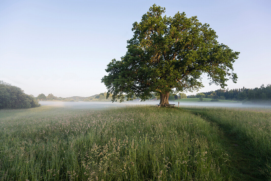 Sonnenaufgang und sogenannte Mozarteiche, Seeon-Seebruck, Chiemgau, Oberbayern, Bayern, Deutschland