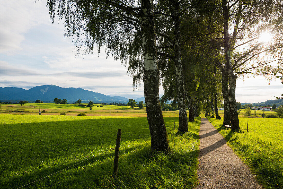 Fields and path lined with trees near Uffing, Staffelsee, Upper Bavaria, Bavaria, Germany