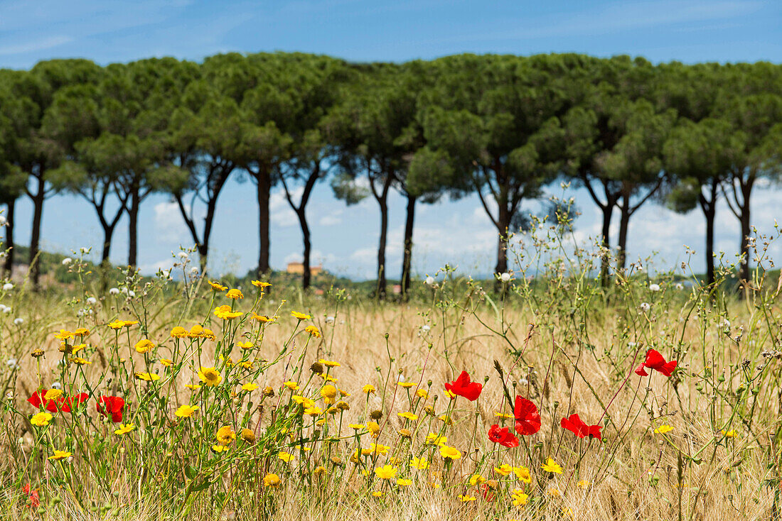 Field of wild flowers infront of a pine tree alley, Parco Naturale della Maremma, Tuscany, Italy