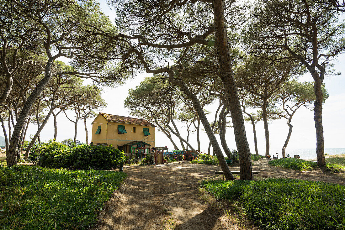 pine trees and beach, Follonica, province of Grosseto, Tuscany, Italy