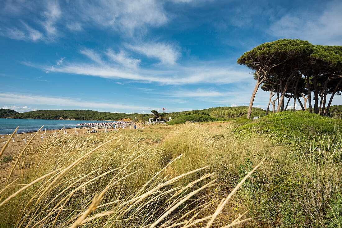 pine trees and beach, Populonia, near Piombino, province of Livorno, Tuscany, Italy