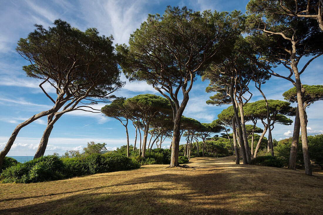 Pine trees and beach, Populonia, near Piombino, province of Livorno, Tuscany, Italy