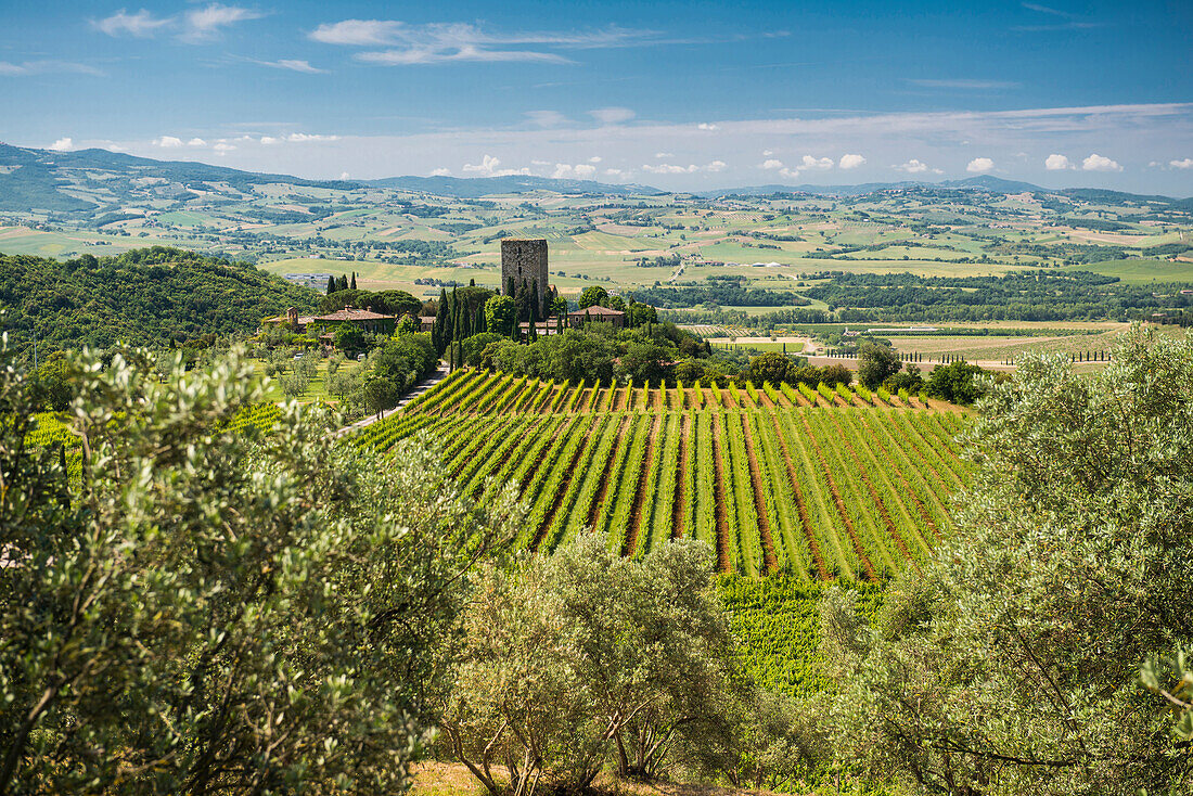 Argiano vinery, near Montalcino, province of Siena, Tuscany, Italy